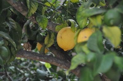 Close-up of fruit growing on tree