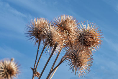 A bouquet of echinops thistles rises before a blue sky in the autumn evening sun.