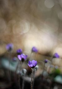 Close-up of purple flowers