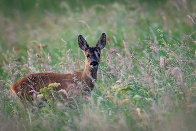 Portrait of doe on grassy field