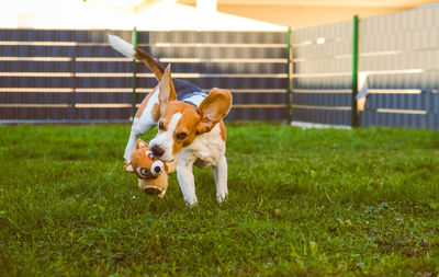 Dog running on field