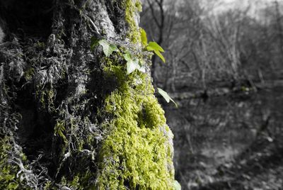 Moss growing on tree trunk