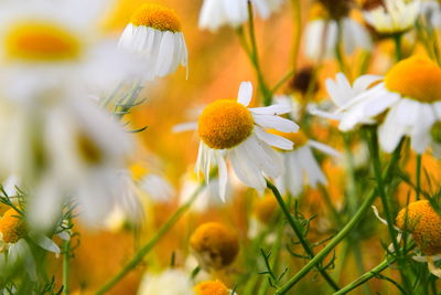 Close-up of yellow flowering plant