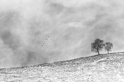 View of birds flying against sky