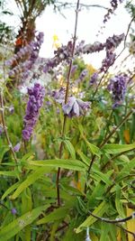 Close-up of purple flowers