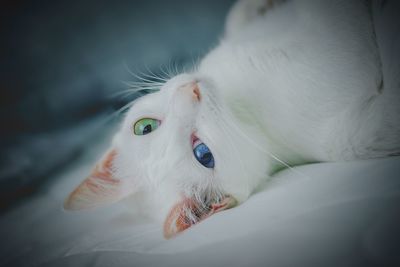 Close-up of a white cat with beautiful eyes 