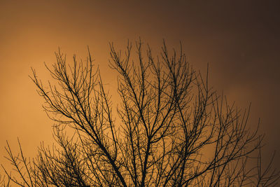 Low angle view of silhouette bare tree against clear sky