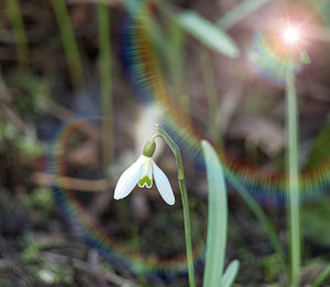 Close-up of insect on flower