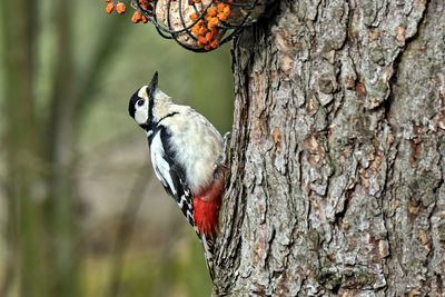 Close-up of bird perching on tree trunk