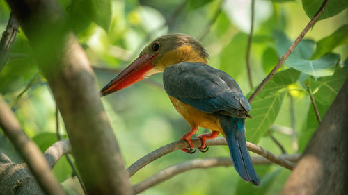 Close-up of bird perching on branch