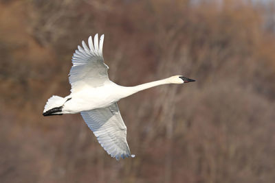 Close-up of bird flying