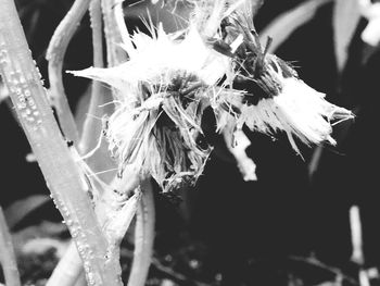 Close-up of leaves against blurred background