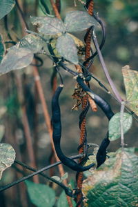 Close-up of berries on plant