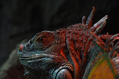 Close-up of iguana