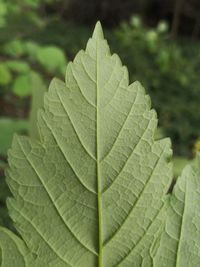 Close-up of green leaves