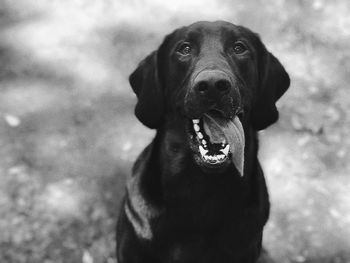 Close-up portrait of black labrador sticking out tongue