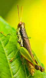 Close-up of insect on leaf