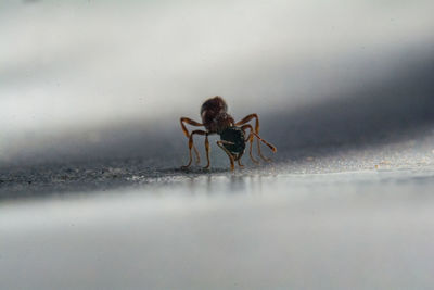 Close-up of insect on sand at beach against sky