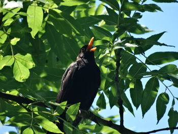 Low angle view of bird perching on tree