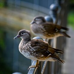 Close-up of sparrow perching