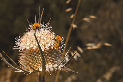 Close-up of bee on flower