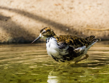 Close-up of a bird