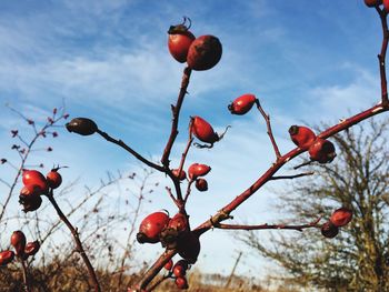 Low angle view of trees against sky