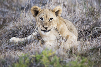 Portrait of lioness relaxing on field