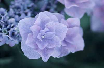 Close-up of purple hydrangea flower