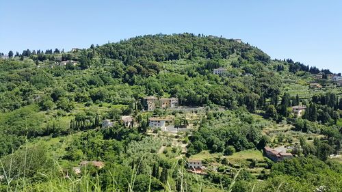 View of lush foliage against sky