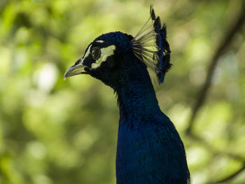 Close-up of bird