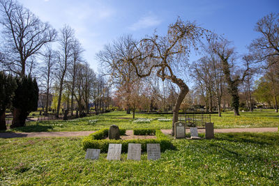 Trees on field