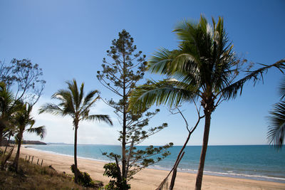 Palm trees on beach against clear blue sky