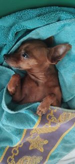 High angle view of dog resting on bed at home