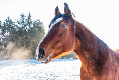 Portrait of a brown horse in a meadow in cold winter day. winter scenery and a silhouette of a horse