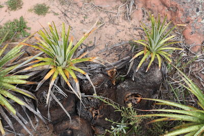 Plants growing on a tree
