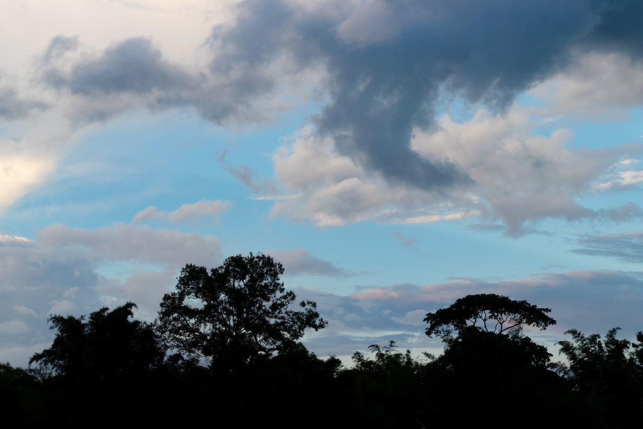 LOW ANGLE VIEW OF SILHOUETTE TREES AGAINST DRAMATIC SKY