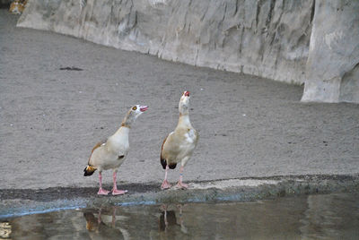 Two birds on the shoreline looking at the sky. colors of nature