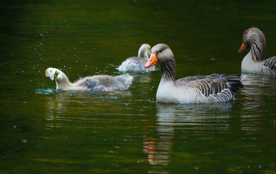 Duck swimming in lake