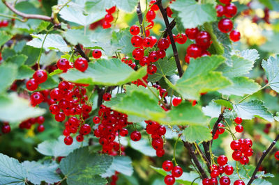 Close-up of red berries growing on plant