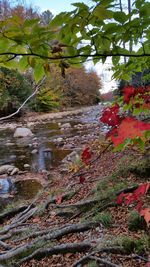 Scenic view of tree by plants against sky