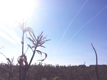 Low angle view of trees on landscape against sky