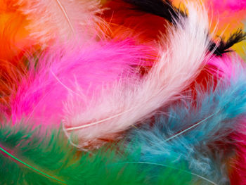 Full frame shot of multi colored feathers