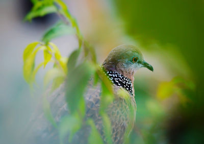 Close-up of bird perching on leaf