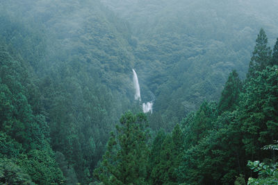 High angle view of trees in forest