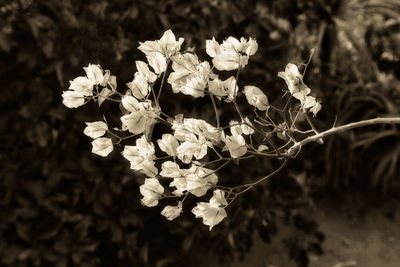 Close-up of white flowering plant on field