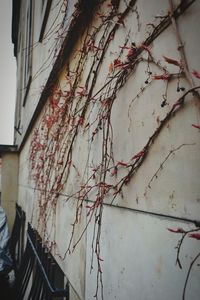 Low angle view of plants against wall