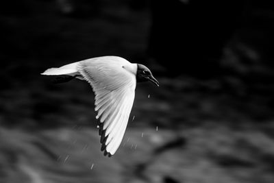 Close-up of bird flying