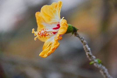 Close-up of yellow flowers blooming outdoors