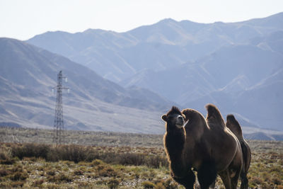 Wild camel at grassland in kyrgyzstan
